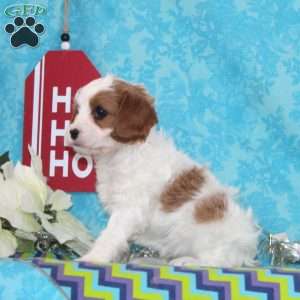 Peace, Cavapoo Puppy